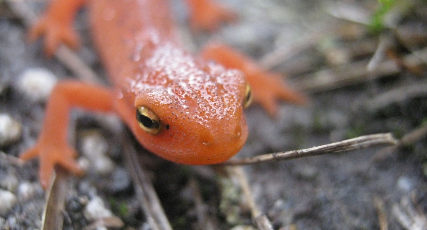 a red salamander
